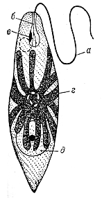Эвглена зелёная (Euglena viridis)