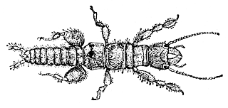 Реликтовая эмбия
