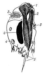 Энтодиниоморфа Ophryoscolex sp