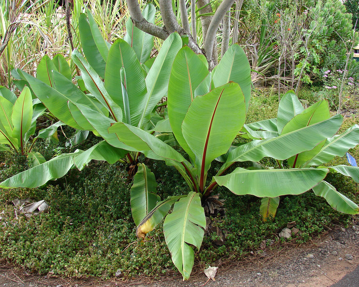 Энсета вздутая, или абиссинский банан (Ensete ventricosum)