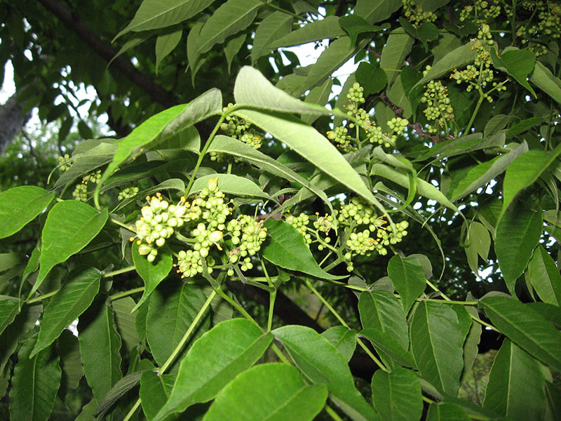 Листья и соцветия феллодендрона амурского (Phellodendron amurense)