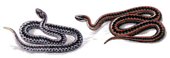 Обыкновенная гадюка (Vipera berus) и кавказская гадюка (Vipera kaznakowi)