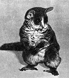 Галаго Демидова (Galago demidovii)