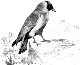 Галка (Corvus monedula)