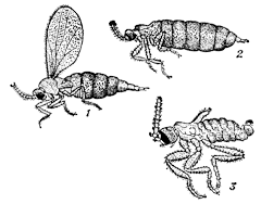Галлица (Micropteromyia ghilarovi)