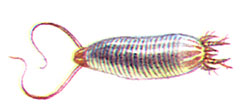 Галловый клещ (Eriophyes oculatus)