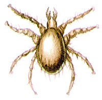 Гамазовый клещ (Androlaelaps hermaphrodita)