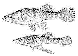 Гамбузия (Gambusia affinis), самка и самец