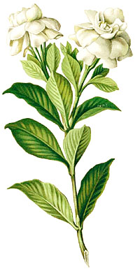 Гардения жасминовидная (Gardenia jasminoides)