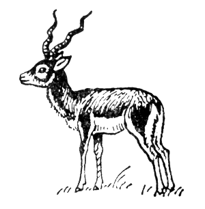 Гарна (Antilope cervicapra)