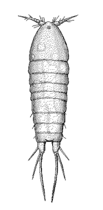 Harpacticoida