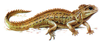 Гаттерия</strong> (Sphenodon punctatus)