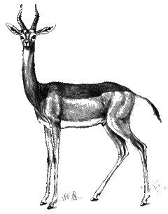 Геренук (Litocranius walleri)