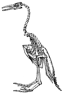 Гесперорнис Hesperornis regalis (реконструкция).