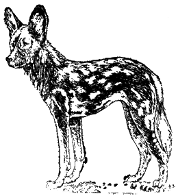 Гиеновая собака Lycaon pictus