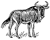 Голубой гну</strong> (Connochaetes taurinus)