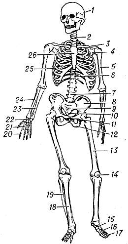 Скелет человека