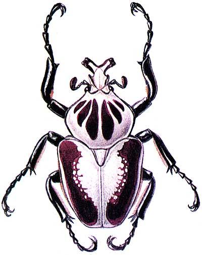 Гигантский голиаф (Goliathus gigantheus)