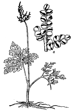 Гроздовник многораздельный