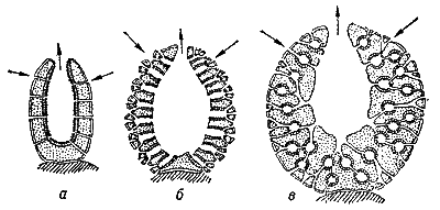 Различные типы строения губок и их канальной системы