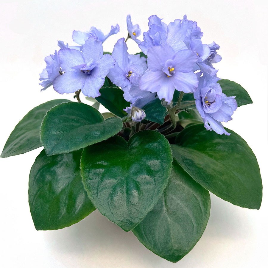 Сенполия гибридная (Saintpaulia hybrida), сорт ЕК-Голубоглазая Россия (Е.В. Коршунова)