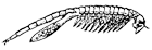 Жаброног Branchinecta paludosa
