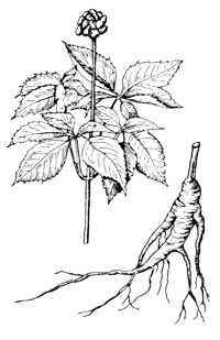 Женьшень Panax ginseng