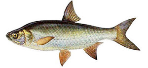 Обыкновенный жерех (A. aspius)