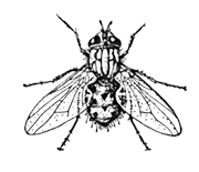 Обыкновенная жигалка (Stomoxys calcitrans)