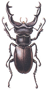 Жук-олень (Lucanus cervus)