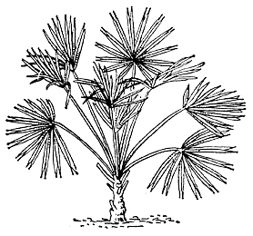 Хамеропс приземистый (Chamaerops humilis)