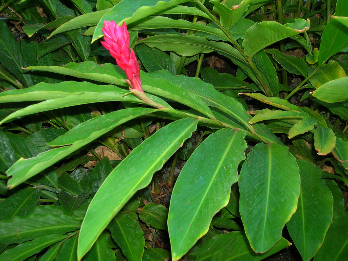 Альпиния пурпурная (Alpinia purpurata)