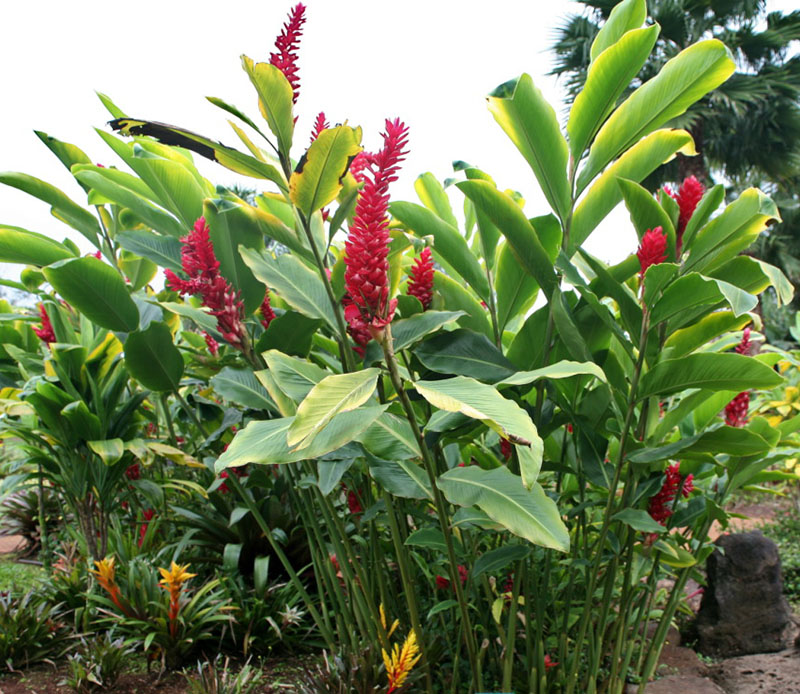 Альпиния пурпурная, красный имбирь (Alpinia purpurata)