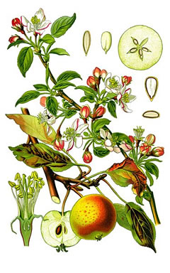 Подяблоня домашняя (Malus domestica)пись