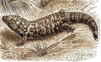 Эскорпион (Heloderma horridum)