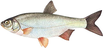 Язь (Leuciscus idus)