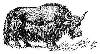Як (Bos mutus)