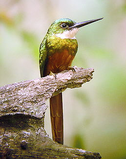 Якамара рыжехвостая (Galbula ruficauda)
