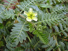 Якорцы стелющиеся, или наземные (Tribulus terrestris)