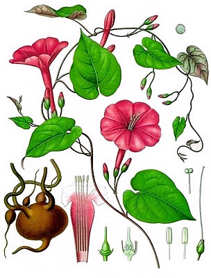 Ялапа, или ипомея слабительная (Ipomoea purga)