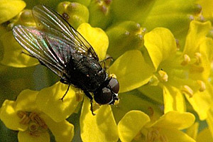 Пшеничная муха (Phorbia securis)