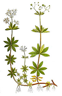 Ясменник душистый Asperula odorata