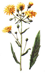 Ястребинка зонтичная (Hieracium umbellatum)