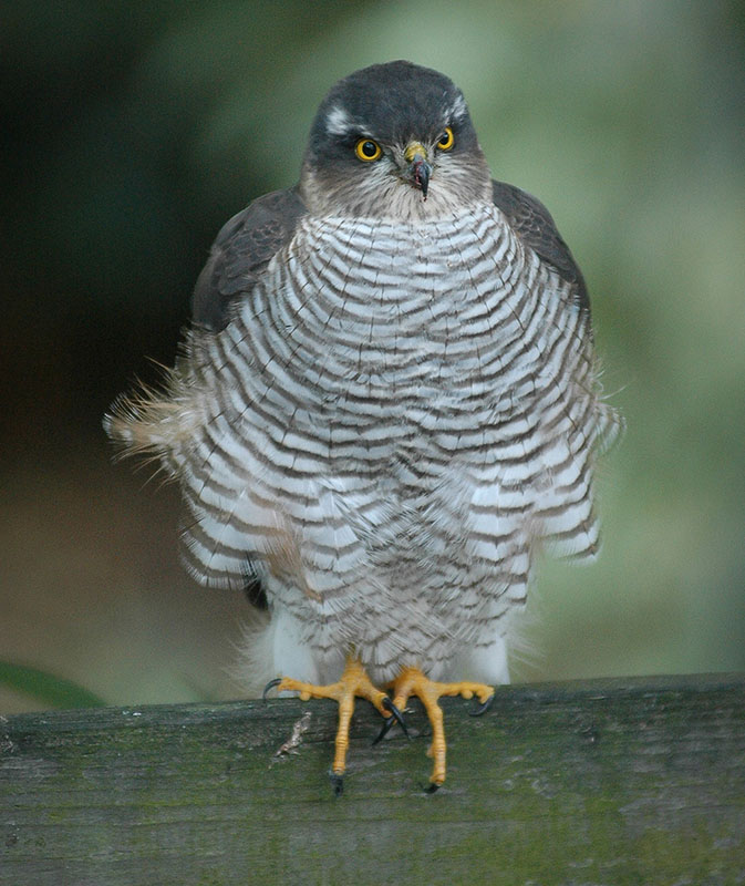 Ястреб-перепелятник (Accipiter nisus)