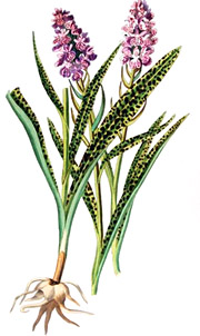 трышник пятнистый (Orchis maculata)