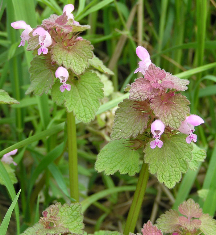 Яснотка пурпурная (Lamium purpureum)