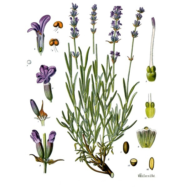 Лаванда узколистная (Lavandula angustifolia)