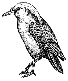 Кагу (Rhinochetos jubatus)