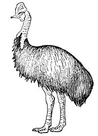 Шлемоносный казуар (Casuarius casuarius)