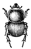 Калоед-бык (Onthophagus taurus)